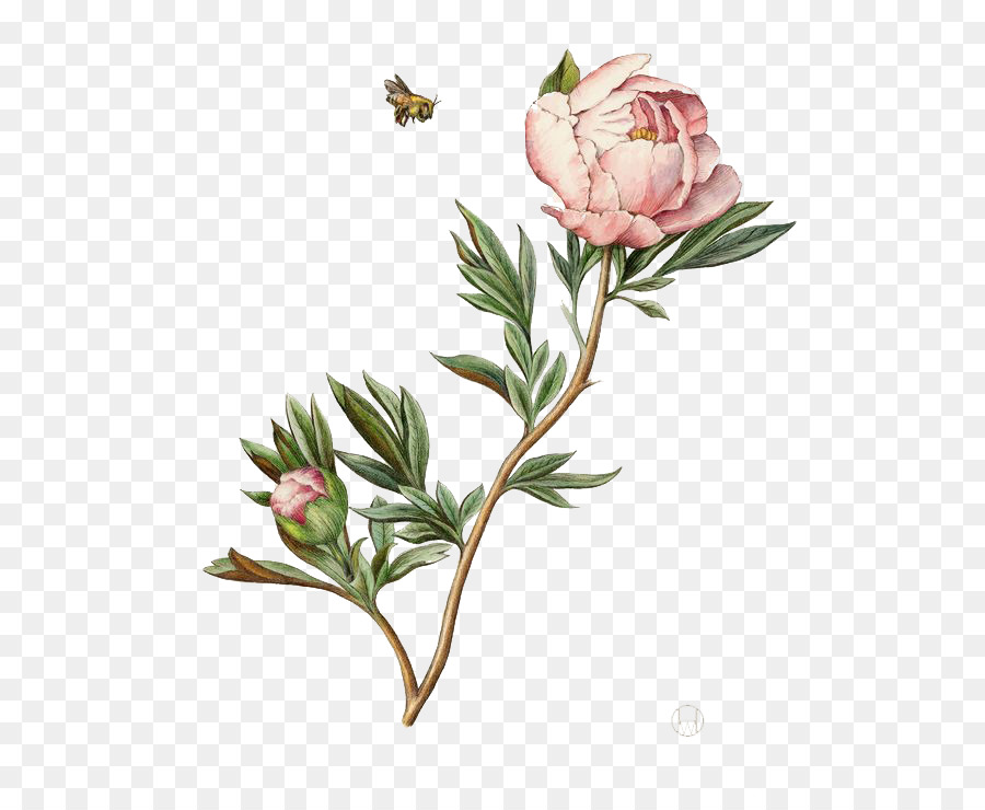 900x740 Botanical Illustration Drawing Watercolor Painting Peony - Botanical Watercolor