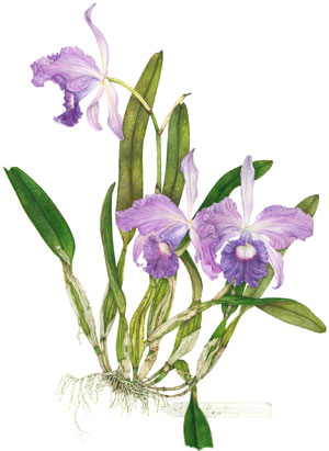 300x411 Pam Kessler Botanical Art, Paintings - Botanical Watercolor