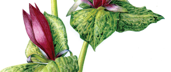 590x250 20 Tips For Painting Better Botanicals - Botanical Watercolor