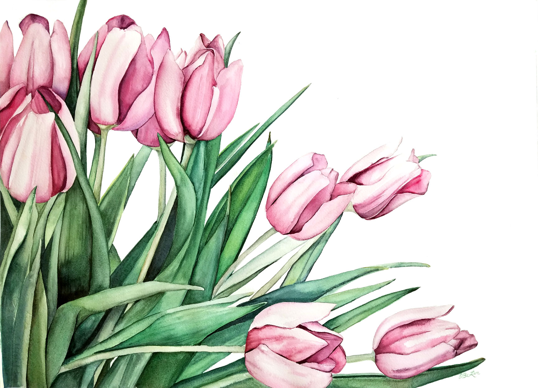 1728x1247 Pink Tulips Original Watercolor Esther Beler Wodrich - Botanical Watercolor