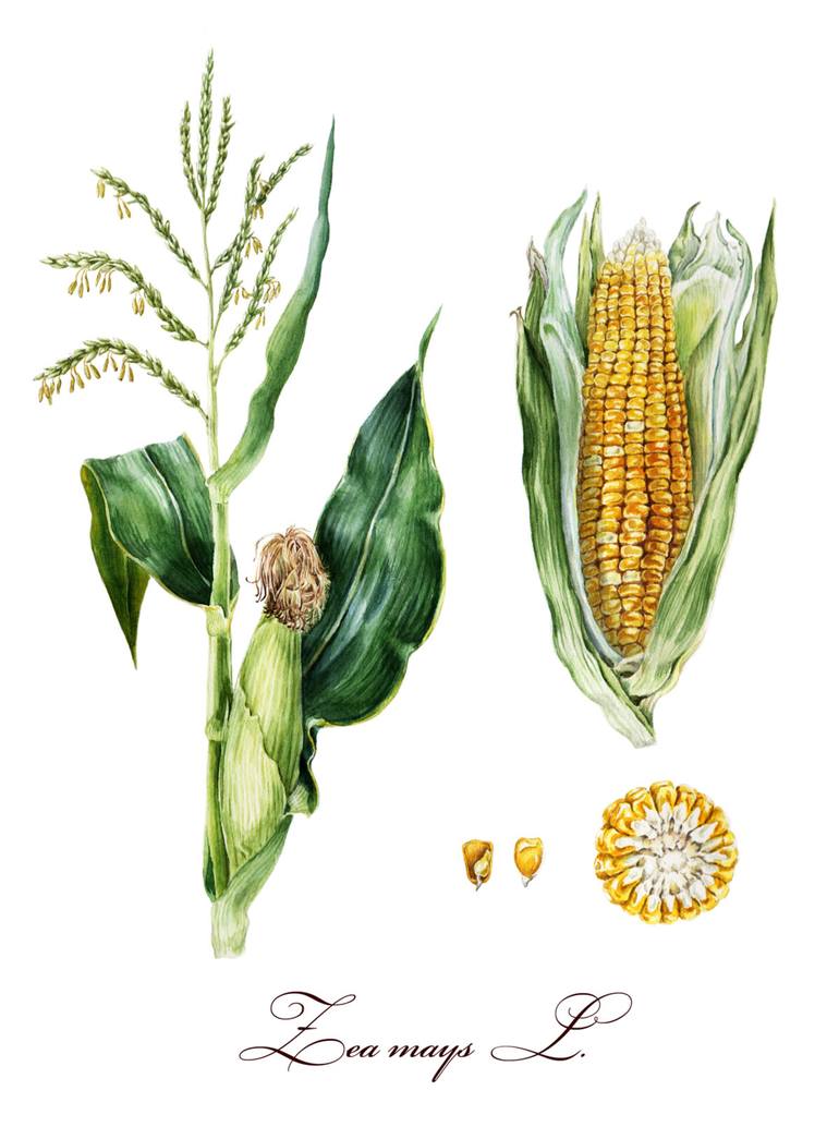 770x1045 Watercolor Botanical Illustration Corn. Painting By Varvara - Botanical Watercolor