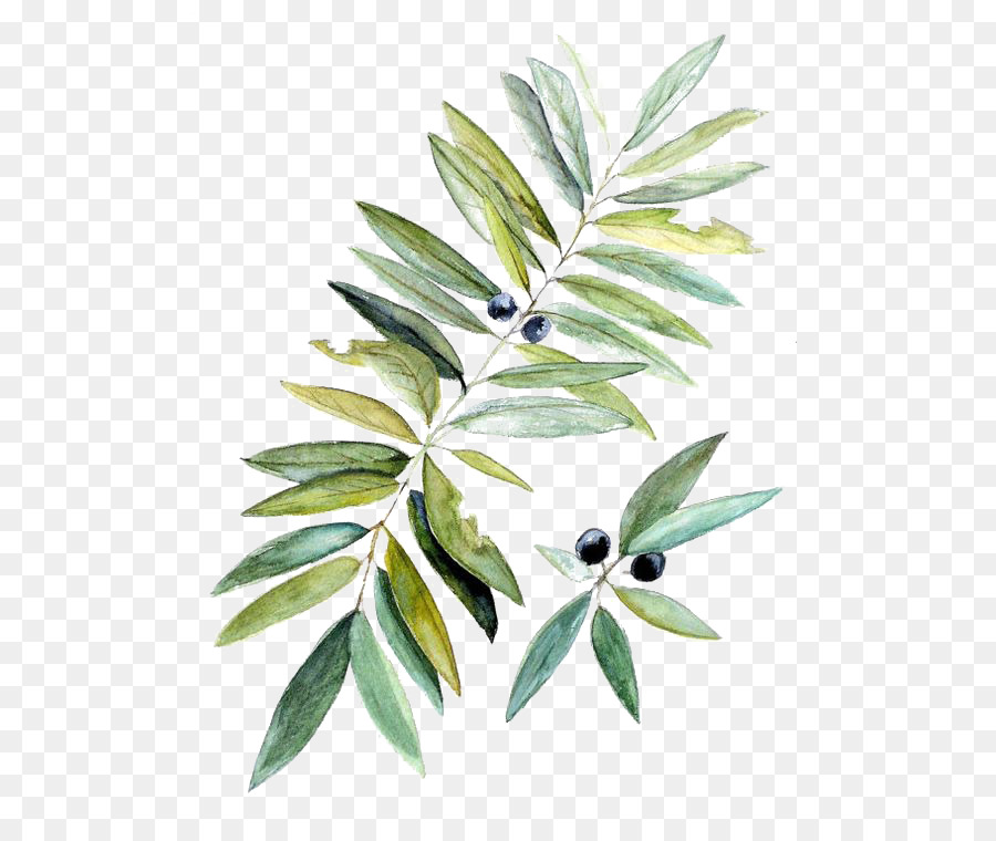 900x760 Watercolor Painting Botanical Illustration Leaf - Botanical Watercolor