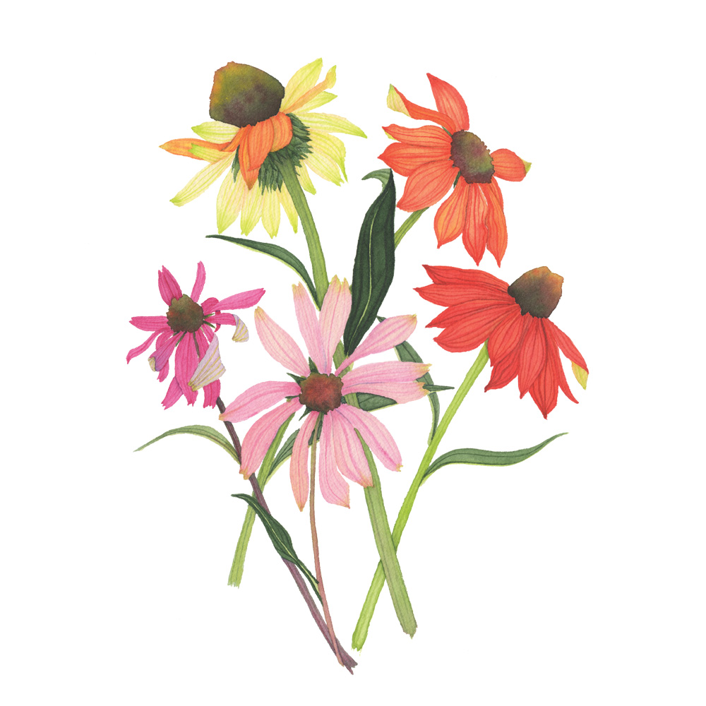 1000x1000 Coneflowers - Botanical Watercolor