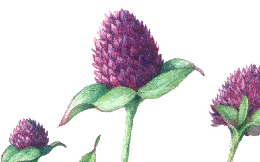 914x569 Adult Workshop Botanical Watercolor Painting The Museum Of The - Botanical Watercolor