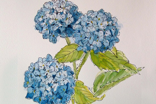 500x333 Botanical Sketching In Ink And Watercolor - Botanical Watercolor