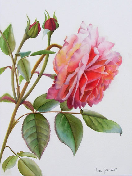 425x567 Botanical Watercolor Painting Study With White Background, Pink - Botanical Watercolor