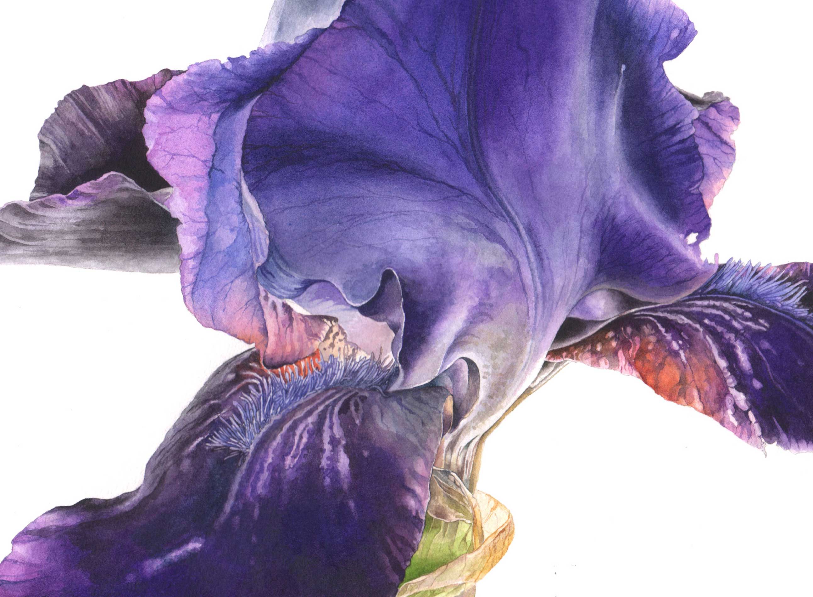 2585x1896 Botanical Watercolour Introduction Courses Amp Workshops - Botanical Watercolor Painting
