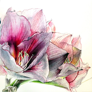 300x299 Helen Campbell Botanical Art, Paintings - Botanical Watercolor Painting