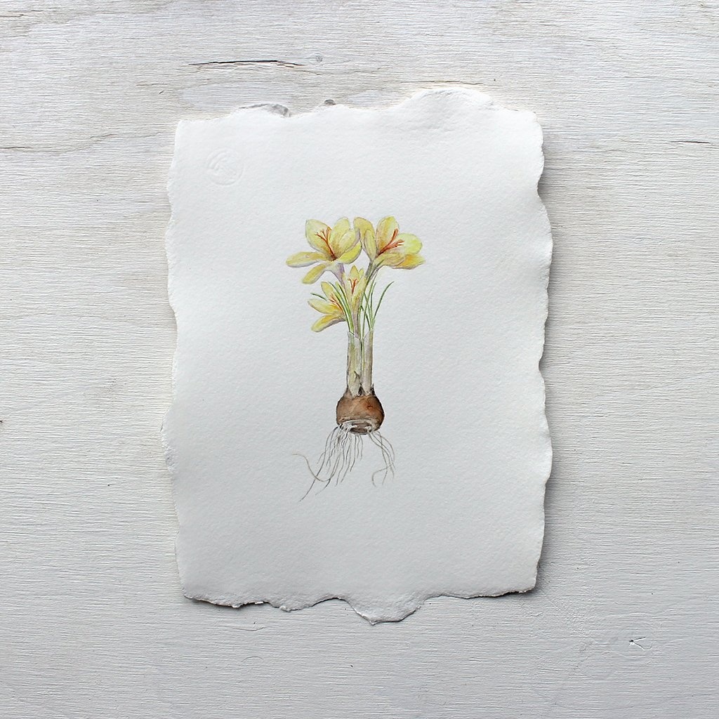 1024x1024 Crocus Bulb Watercolor Painting - Botanical Watercolor Painting