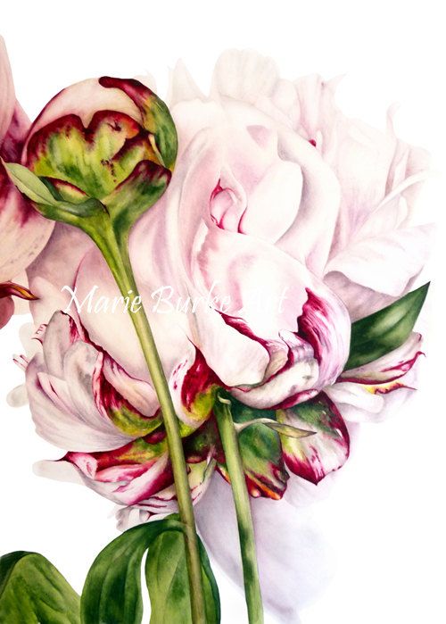 500x699 Peony And Bud - Botanical Watercolor Painting