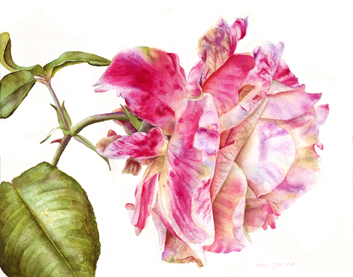 709x555 Watercolor Paintings, Dvds Amp Online Videos, Free Tutorials - Botanical Watercolor Painting