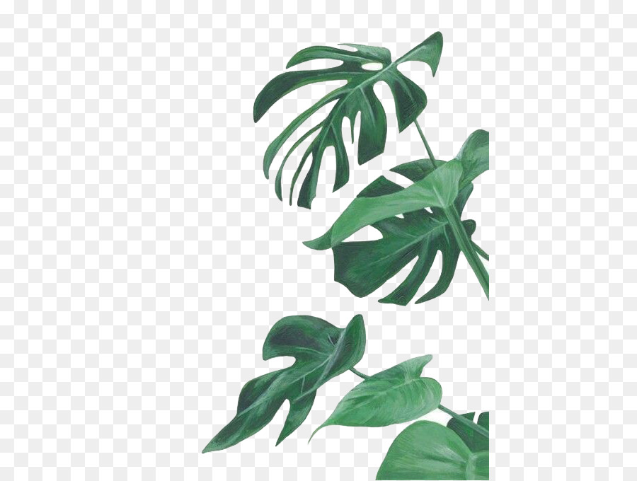 900x680 Watercolor Painting Leaf Botanical Illustration Botany - Botanical Watercolor Painting