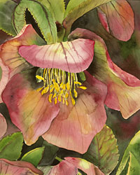 200x250 Botanical Illustration Ii Working With Watercolor Horticulture - Botanical Watercolor Painting