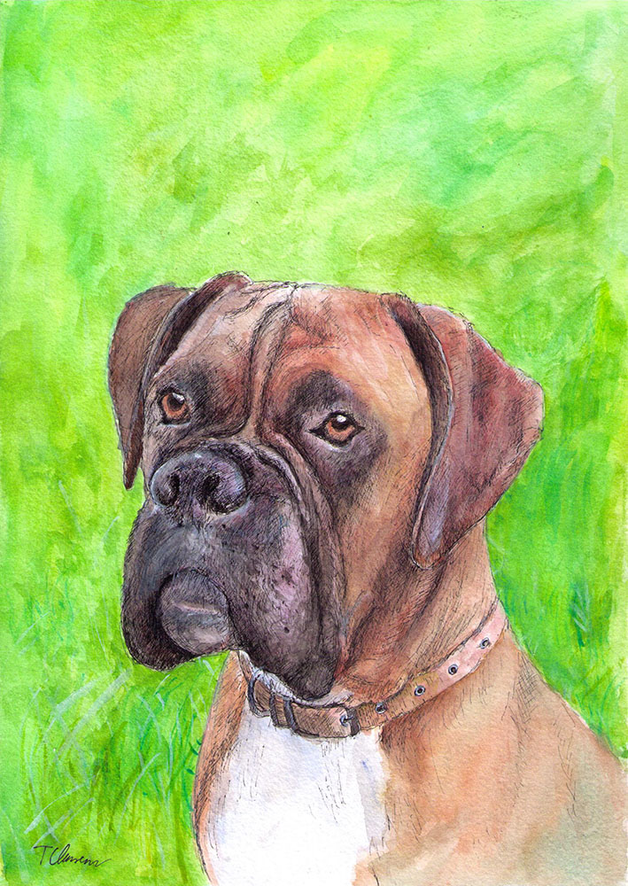 709x1000 Portrait Of A Boxer Dog Called Henry In Pen And Watercolor Pet - Boxer Dog Watercolor