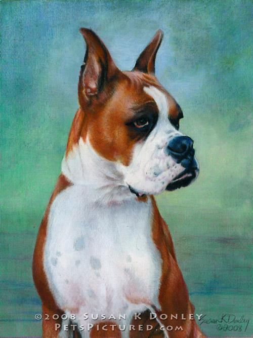 500x667 Sassy, Boxer Dog Memorial Portrait Original Watercolor And - Boxer Dog Watercolor