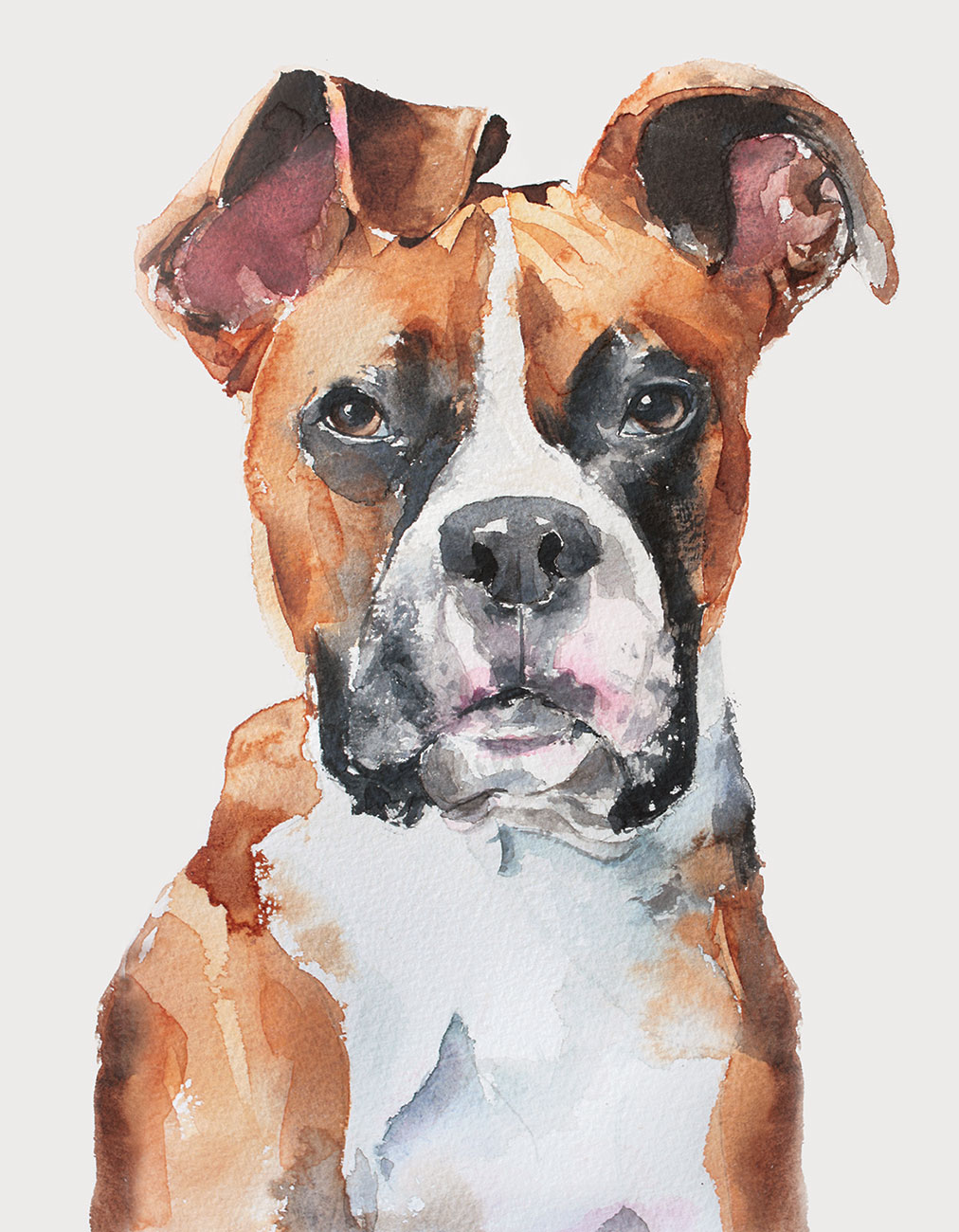 1012x1300 Wetnose Watercolours Pet Portraits By Caroline Grigg - Boxer Dog Watercolor