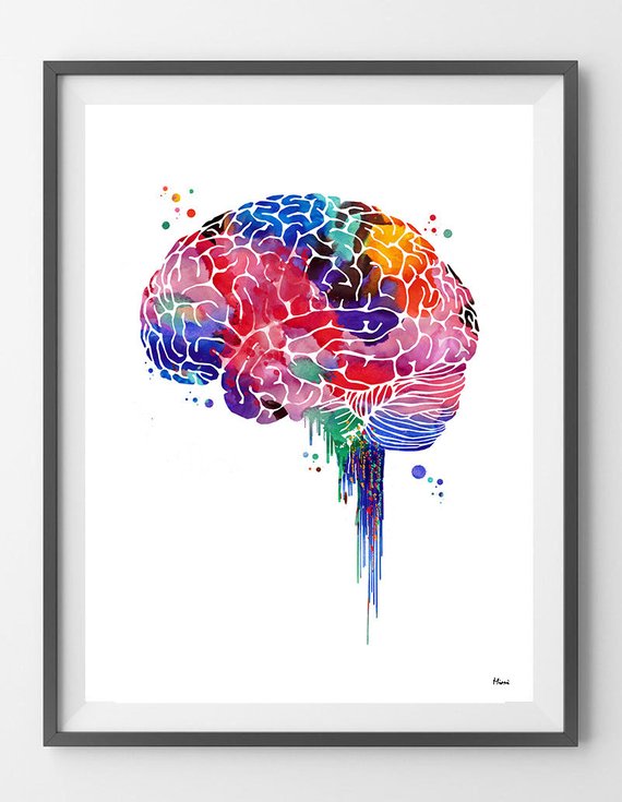 570x735 Brain Watercolor Print Anatomy Art Brain Lateral View Poster Etsy - Brain Watercolor