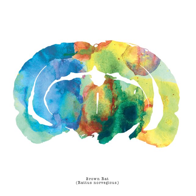 642x642 Brown Rat Brain Art Colorful 12 X 12 Watercolor Etsy - Brain Watercolor