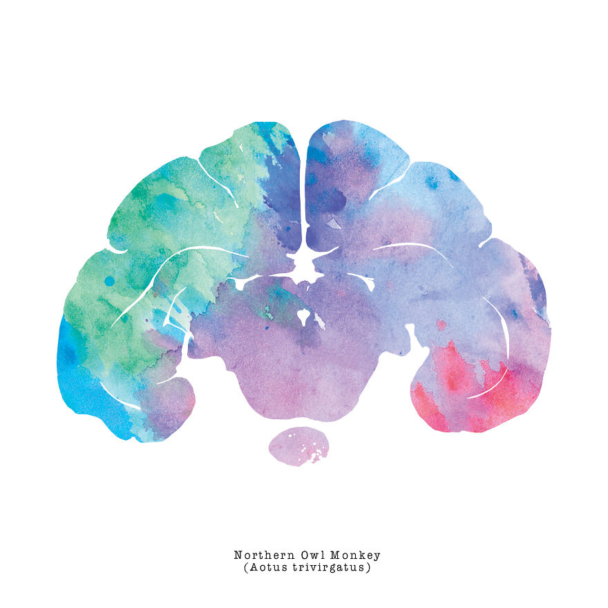 880x879 I Watercolor Brain Scans Of Animals (Part 2) Bored Panda - Brain Watercolor