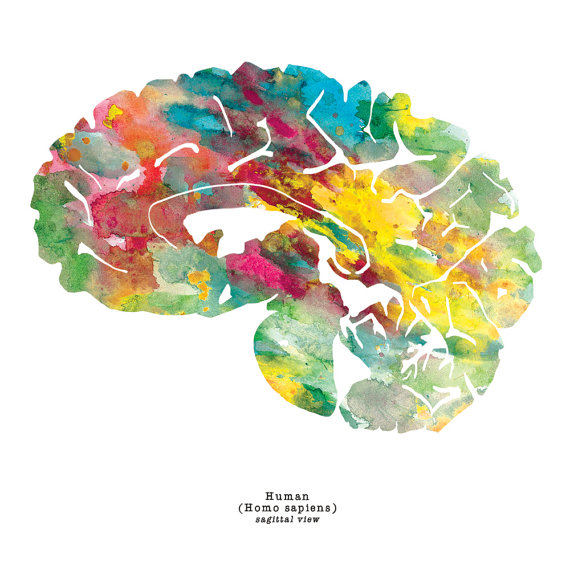 570x570 Sagittal Human Brain Art - Brain Watercolor