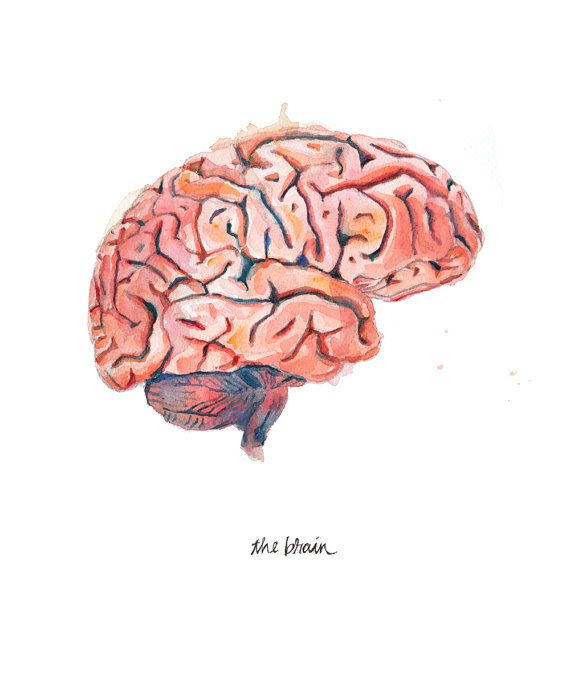 570x699 The Human Brain, Sagittal View Watercolor Print - Brain Watercolor