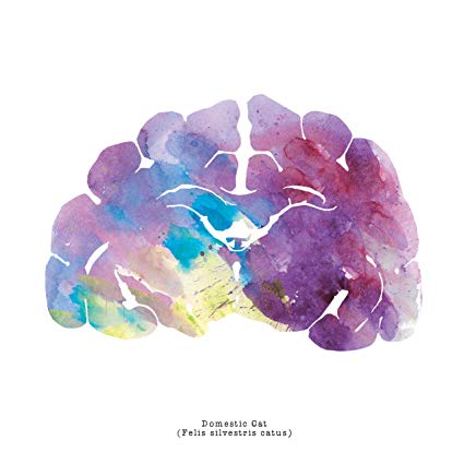 425x425 J. Sayuri Domestic Cat Watercolor Brain Art Print - Brain Watercolor