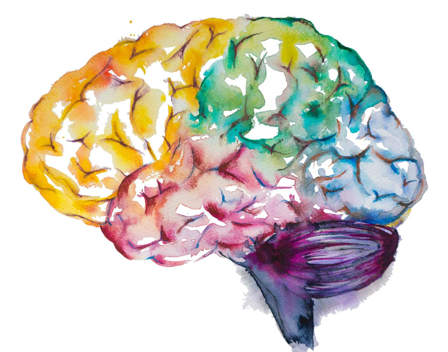 1500x1179 Brain Painting Elegant Brain Watercolor Painting Watercolor Print - Brain Watercolor
