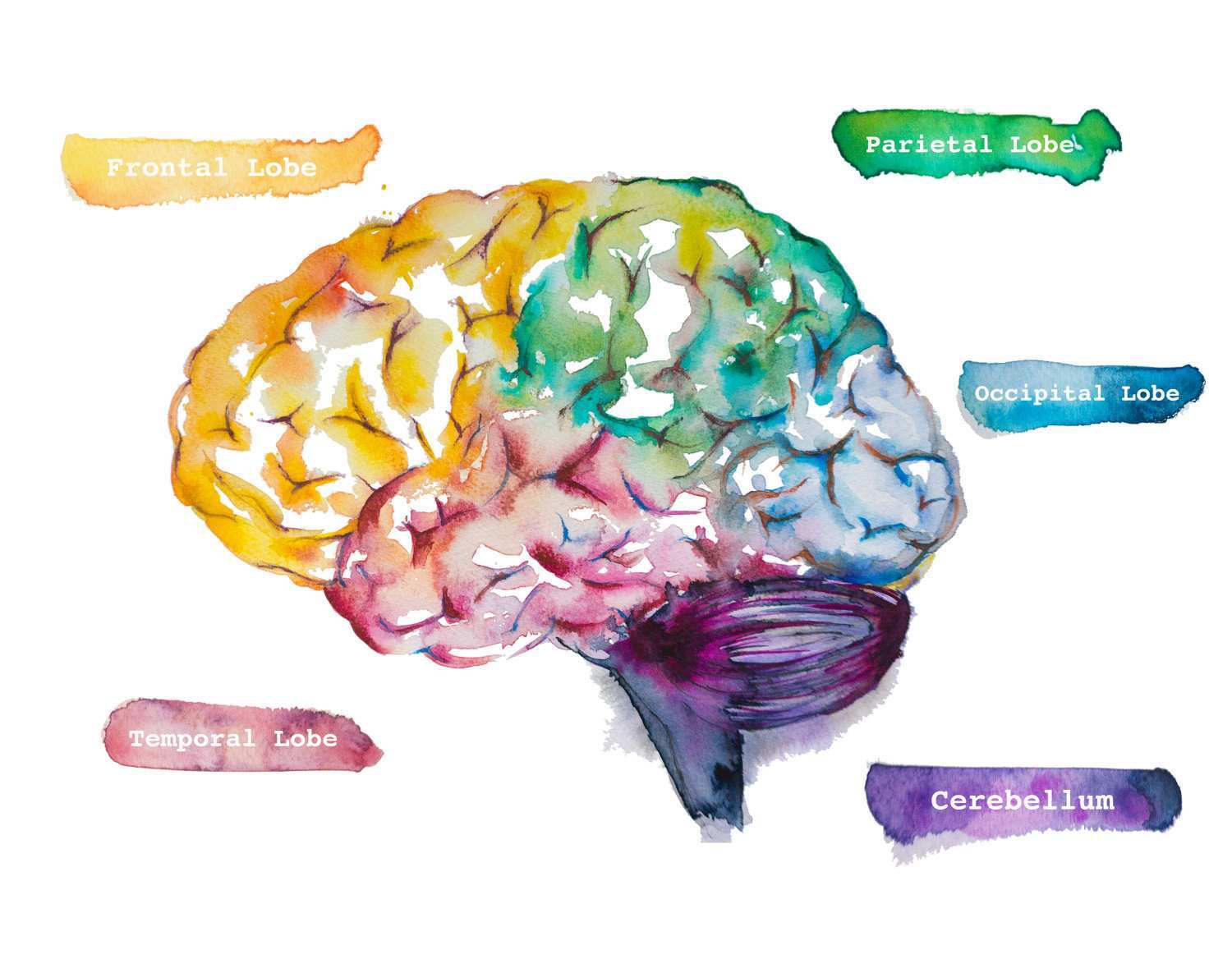 1500x1179 Brain Painting Fresh Brain Watercolor Painting Watercolor Print - Brain Watercolor