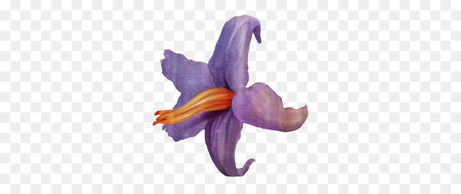 900x380 Cut Flowers Petal Flowering Plant - Brazil Watercolor