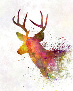 240x300 Watercolor Deer Paintings Fine Art America - Buck Watercolor