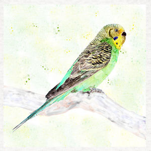 Budgie Watercolor at PaintingValley.com | Explore collection of Budgie ...