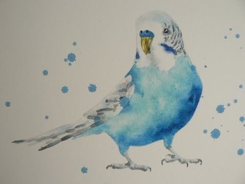 480x360 Budgie 1 Of 2. How To Paint A Watercolour Budgie. - Budgie Watercolor