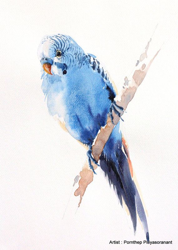 570x800 Budgie Bird Painting Bird Watercolor Painting By Orientalart2029 - Budgie Watercolor