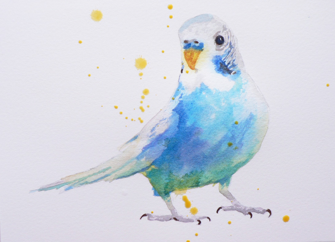 1095x792 Budgie Joy Alison Fennell Art - Budgie Watercolor