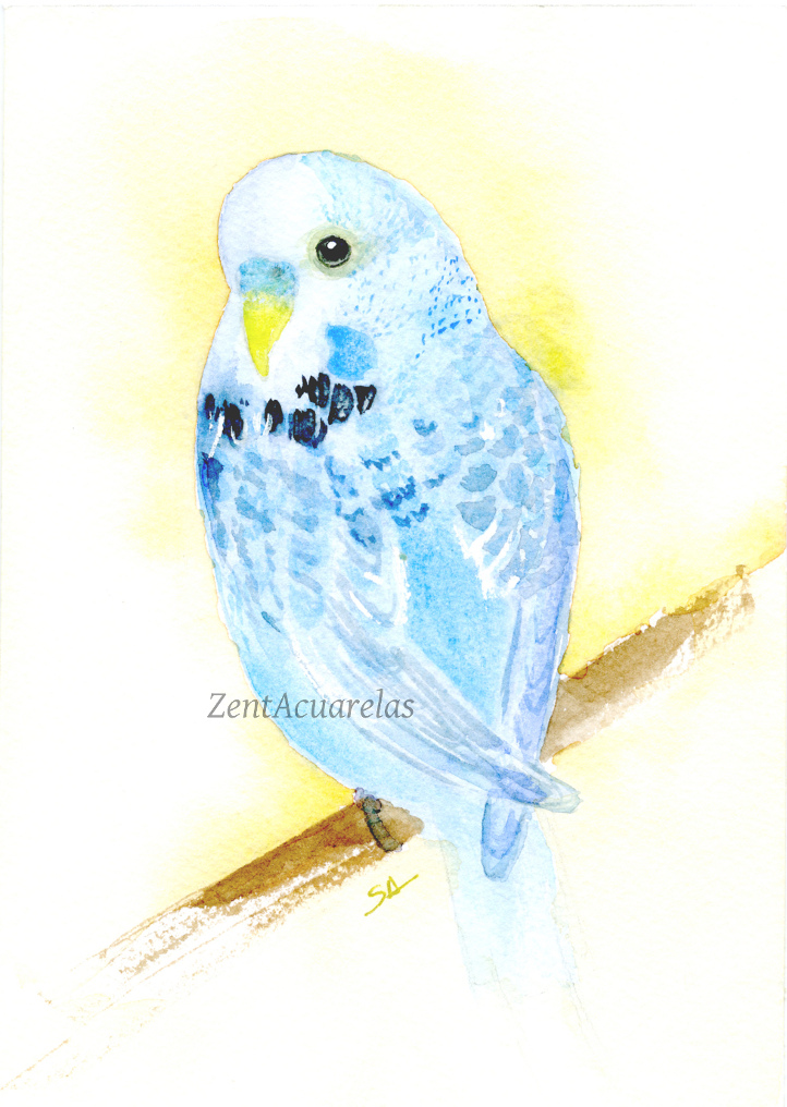 722x1016 Budgie Watercolor Acuarela De Periquito Bird Watercolor - Budgie Watercolor