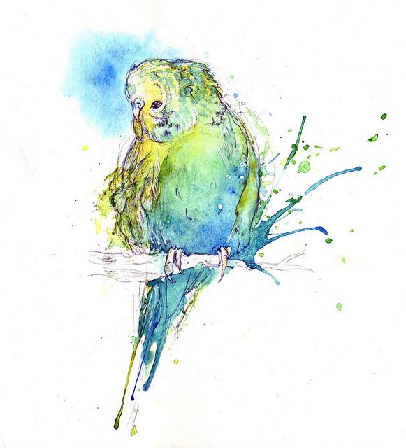 581x640 Budgie Watercolor Cute! Animals Watercolor, Bird - Budgie Watercolor
