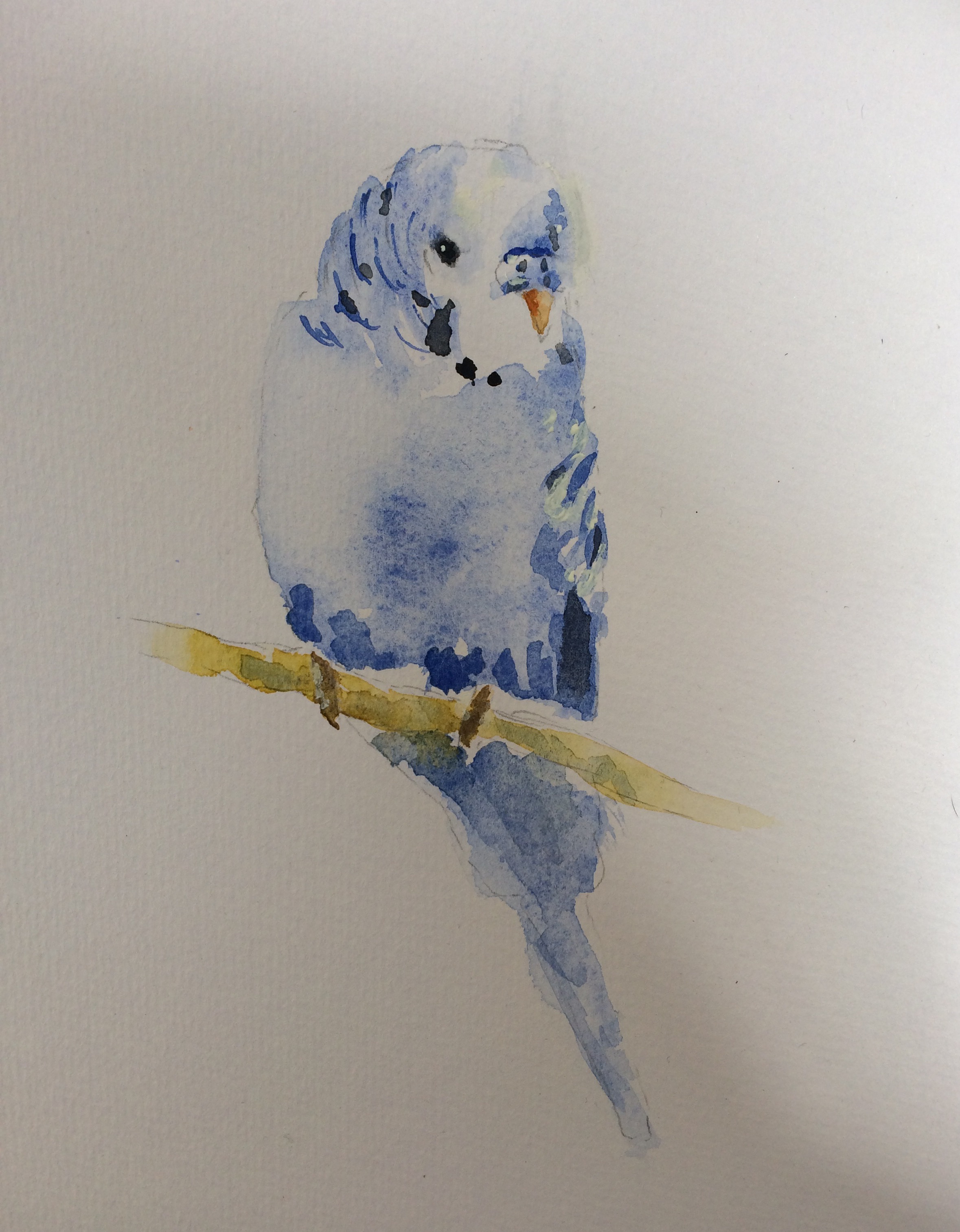 2358x3027 Budgie In Watercolour - Budgie Watercolor