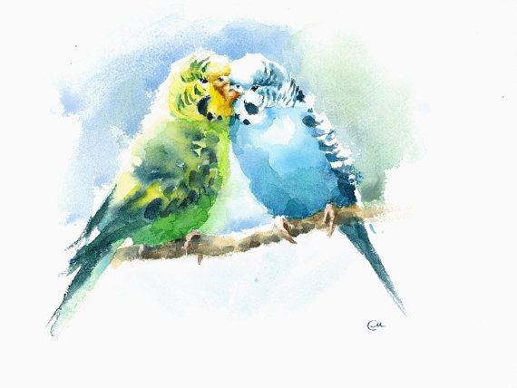 570x428 Budgies - Budgie Watercolor