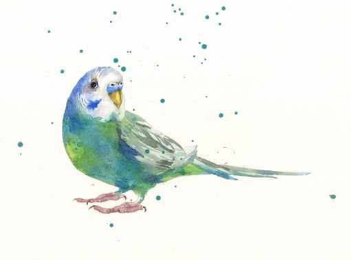 510x379 Store Budgerigar - Budgie Watercolor