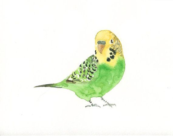 570x450 Budgie Original Watercolor Painting 10x8inch Favorite - Budgie Watercolor