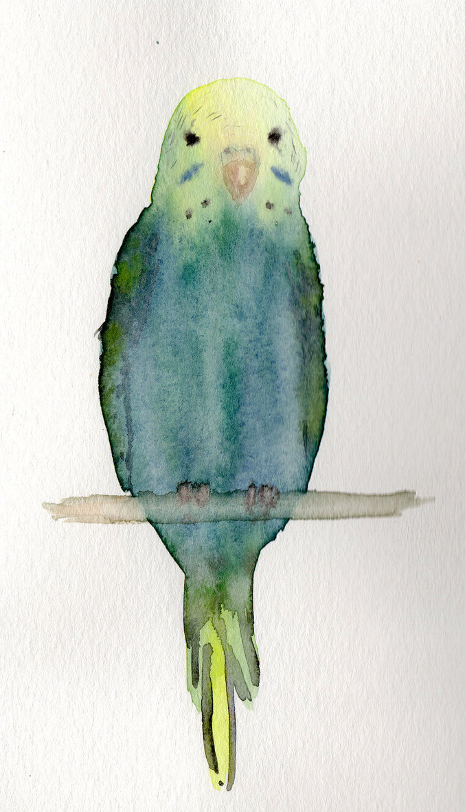 677x1181 Stormy In Watercolor By Haleygottardo - Budgie Watercolor