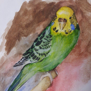 320x320 Unfinished Watercolour Of My Budgie, Olive. - Budgie Watercolor