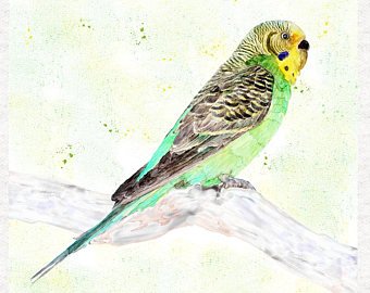 340x270 Watercolour Budgie Etsy - Budgie Watercolor