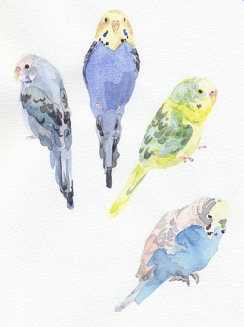 478x640 Budgie Watercolor...what Adorable Little Birds!! Watercolor - Budgie Watercolor