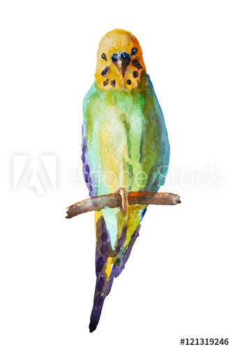 334x500 Watercolor Picture Of Budgie On A White Background - Budgie Watercolor