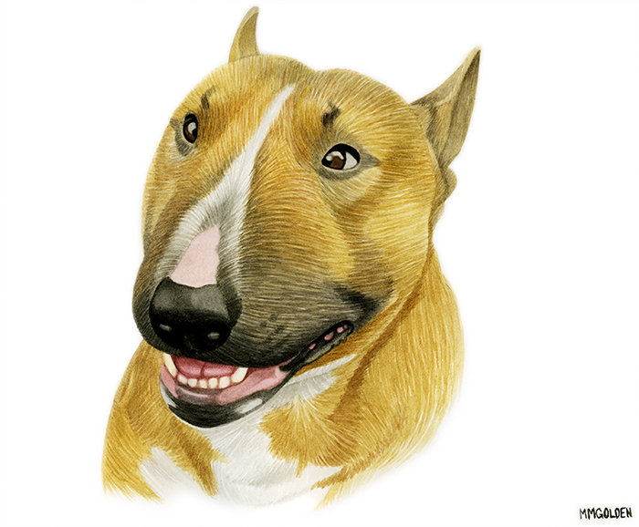 700x578 Bull Terrier Portrait In Watercolor Pet Portraits By Melinda M - Bull Terrier Watercolor