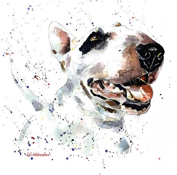 570x565 Bull Terrier Smile Print Watercolour A3 3040cm1612 Ebt - Bull Terrier Watercolor