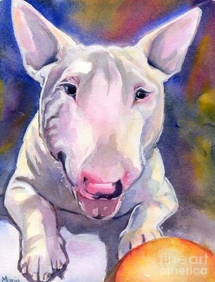 434x569 Maria Reichert Watercolor Bull Terrier Dog Pics - Bull Terrier Watercolor