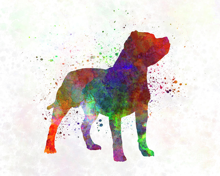 900x720 Staffordshire Bull Terrier In Watercolor Painting By Pablo Romero - Bull Terrier Watercolor