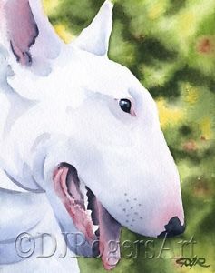 237x300 Bull Terrier Watercolor 8 X 10 Dog Art Print Signed By Artist Djr - Bull Terrier Watercolor